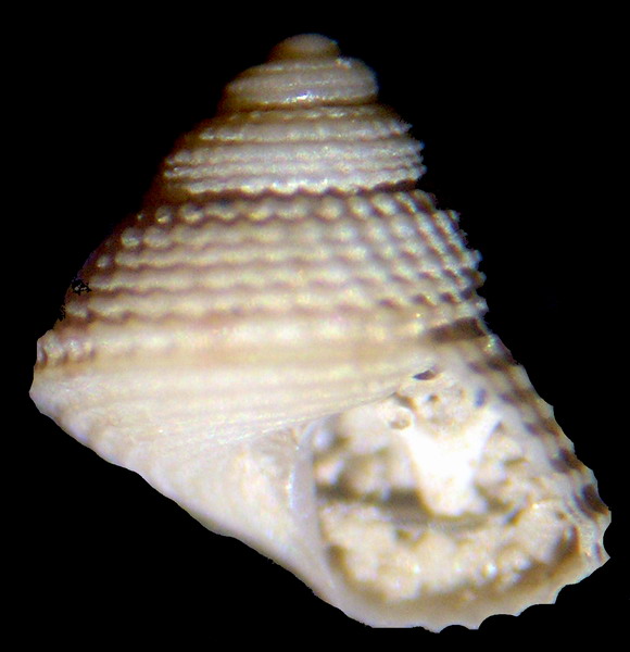 Clelandella miliaris juv.